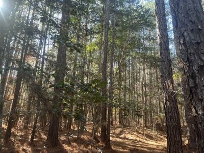 Pine/Hardwood Hunting Land W/ Wet land wildlife habitat for sale - image 6