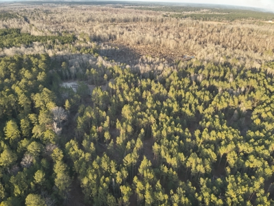 Pine/Hardwood Hunting Land W/ Wet land wildlife habitat for sale - image 5