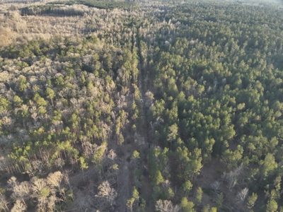 Pine/Hardwood Hunting Land W/ Wet land wildlife habitat for sale - image 4