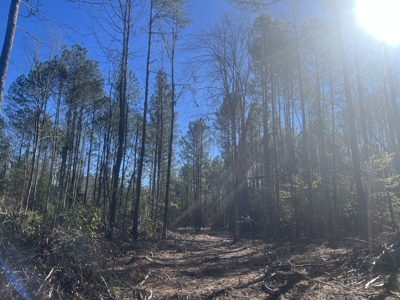 Pine/Hardwood Hunting Land W/ Wet land wildlife habitat for sale - image 9