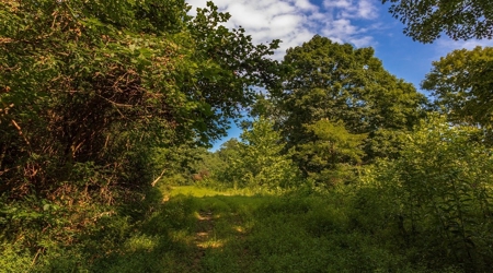 Hunting & Recreational Land For Sale in Scioto County, OH - image 37