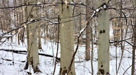 Hunting & Recreational Land For Sale in Scioto County, OH - image 16