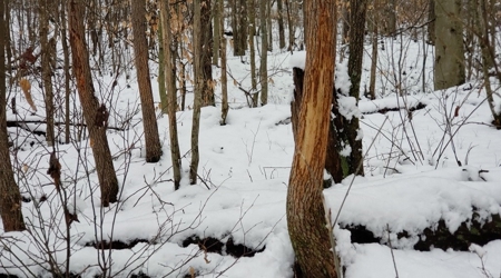 Hunting & Recreational Land For Sale in Scioto County, OH - image 13