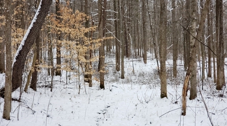 Hunting & Recreational Land For Sale in Scioto County, OH - image 15