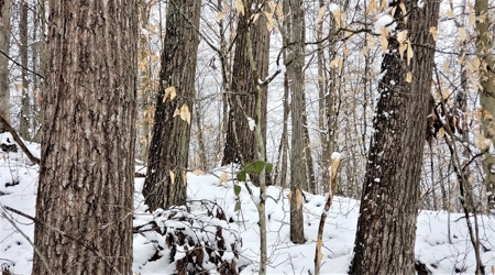 Hunting & Recreational Land For Sale in Scioto County, OH - image 3