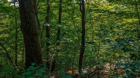 Hunting & Recreational Land For Sale in Scioto County, OH - image 35