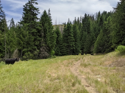 Farm & Ranch Land in Kamiah, Idaho, Timbered Hunting Land - image 36