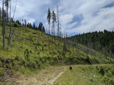 Farm & Ranch Land in Kamiah, Idaho, Timbered Hunting Land - image 29