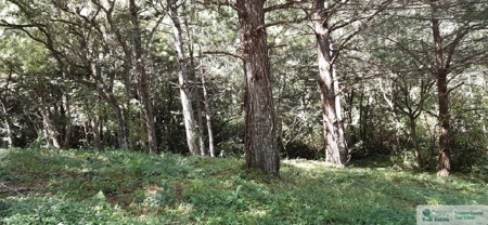 Mountain Land For Sale In Altos Del Maria Panama - image 6
