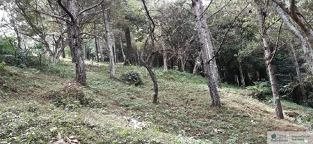 Mountain Land For Sale In Altos Del Maria Panama - image 11