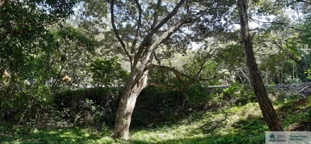 Mountain Land For Sale In Altos Del Maria Panama - image 10