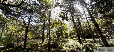 Mountain Land For Sale In Altos Del Maria Panama - image 7