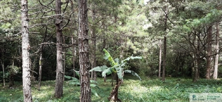 Mountain Land For Sale In Altos Del Maria Panama - image 4