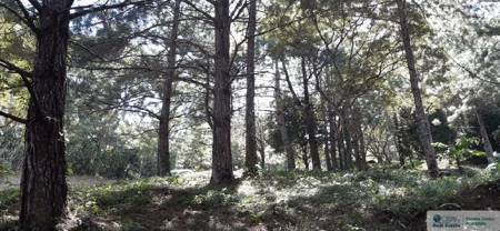 Mountain Land For Sale In Altos Del Maria Panama - image 13