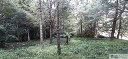 Mountain Land For Sale In Altos Del Maria Panama - image 14