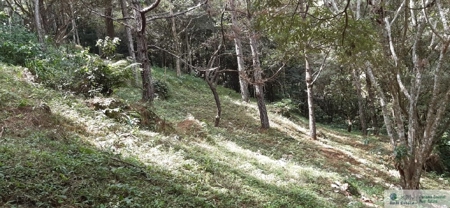Mountain Land For Sale In Altos Del Maria Panama - image 16