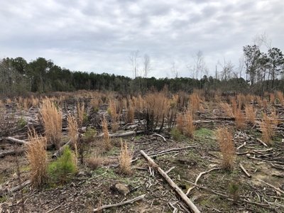 Planted Pine /w Hardwood Camp Site for Sale near Strong, AR - image 1