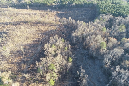 Planted Pine /w Hardwood Camp Site for Sale near Strong, AR - image 11