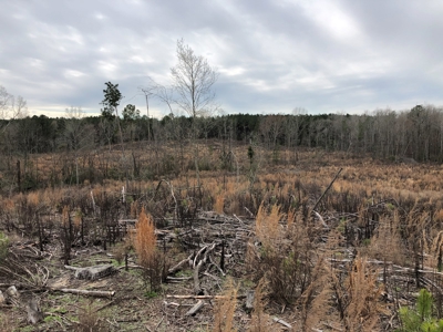 Planted Pine /w Hardwood Camp Site for Sale near Strong, AR - image 6