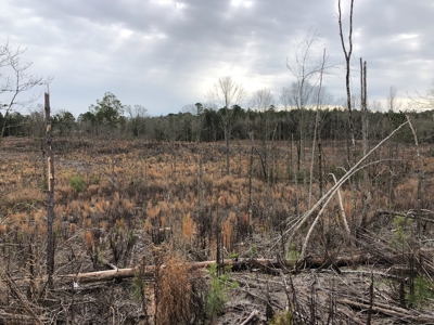 Planted Pine /w Hardwood Camp Site for Sale near Strong, AR - image 8
