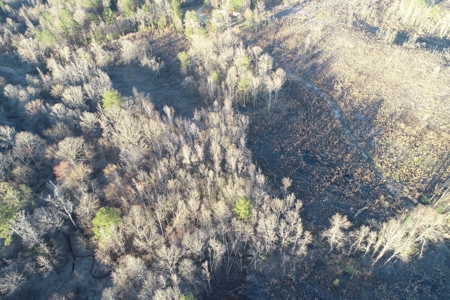 Planted Pine /w Hardwood Camp Site for Sale near Strong, AR - image 14