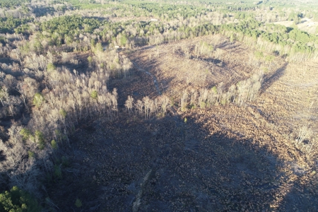Planted Pine /w Hardwood Camp Site for Sale near Strong, AR - image 12
