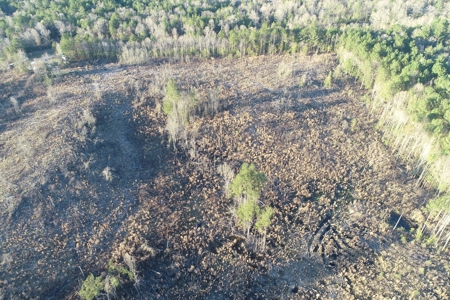 Planted Pine /w Hardwood Camp Site for Sale near Strong, AR - image 16