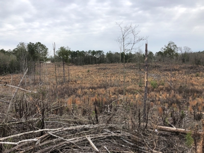 Planted Pine /w Hardwood Camp Site for Sale near Strong, AR - image 7