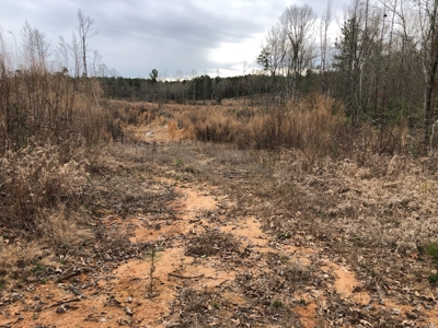 Planted Pine /w Hardwood Camp Site for Sale near Strong, AR - image 3