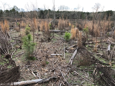 Planted Pine /w Hardwood Camp Site for Sale near Strong, AR - image 5
