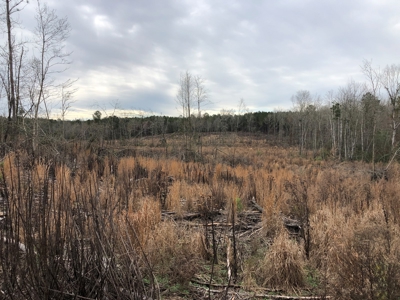 Planted Pine /w Hardwood Camp Site for Sale near Strong, AR - image 4