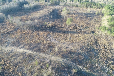 Planted Pine /w Hardwood Camp Site for Sale near Strong, AR - image 15