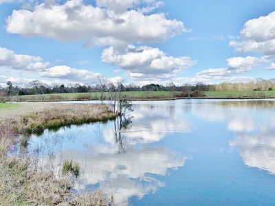 270 Acres Hunting Land for Sale, Lake, Pasture, Amite Co, MS - image 8