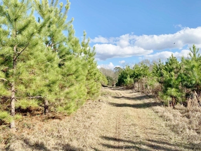 270 Acres Hunting Land for Sale, Lake, Pasture, Amite Co, MS - image 12