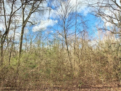 270 Acres Hunting Land for Sale, Lake, Pasture, Amite Co, MS - image 38