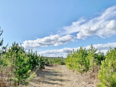 270 Acres Hunting Land for Sale, Lake, Pasture, Amite Co, MS - image 11