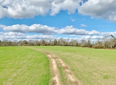 270 Acres Hunting Land for Sale, Lake, Pasture, Amite Co, MS - image 17