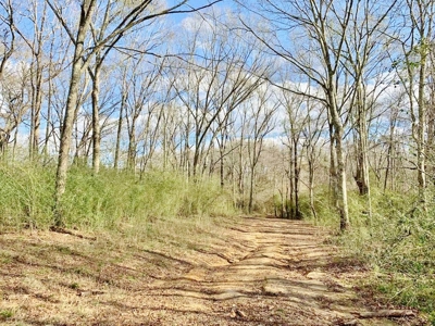 270 Acres Hunting Land for Sale, Lake, Pasture, Amite Co, MS - image 7