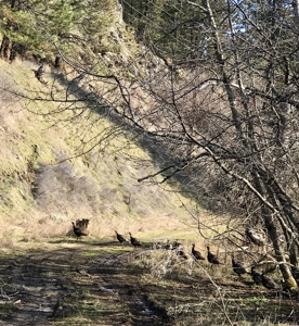 Recreational Lot along Clearwater River near Lenore, Idaho - image 3
