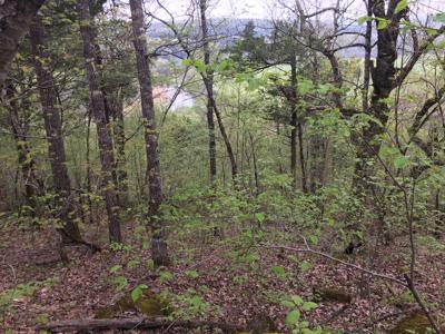 Country Home Near Yellville Ar - image 23