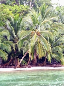 Titled Beachfront lot, Isla Carenero, Bocas del Toro Panama - image 4