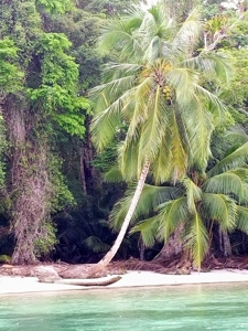 Titled Beachfront lot, Isla Carenero, Bocas del Toro Panama - image 8