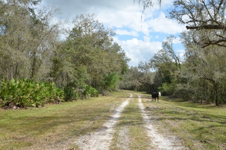 177 +/- Acres with waterfront on Peace River in Arcadia, FL! - image 12