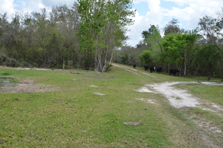 177 +/- Acres with waterfront on Peace River in Arcadia, FL! - image 11