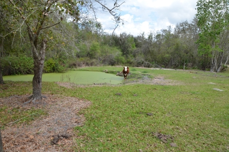 177 +/- Acres with waterfront on Peace River in Arcadia, FL! - image 10