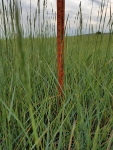 Flood Irrigated Hay Ground Saco Montana for Sale - image 2