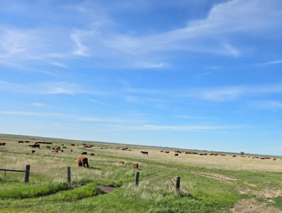 Flood Irrigated Hay Ground Saco Montana for Sale - image 21