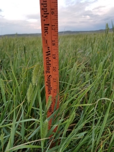Flood Irrigated Hay Ground Saco Montana for Sale - image 4