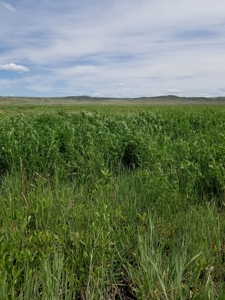 Flood Irrigated Hay Ground Saco Montana for Sale - image 22