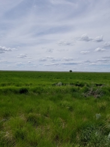 Flood Irrigated Hay Ground Saco Montana for Sale - image 15